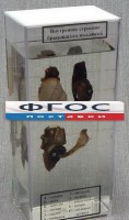 Влажный препарат "Внутреннее строение брюхоногого моллюска" - fgospostavki.ru - Владикавказ