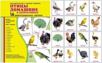 Демонстрационные карточки "Птицы домашние и декоративные" - fgospostavki.ru - Владикавказ