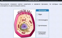 Интерактивные курсы. Биология 8 класс. Базовый - fgospostavki.ru - Владикавказ