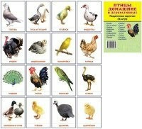 Раздаточные карточки "Птицы домашние и декоративные" - fgospostavki.ru - Владикавказ