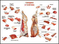 Таблица "Правила разделки мясных туш. Говядина и телятина" (100х140 сантиметров, винил) - fgospostavki.ru - Владикавказ