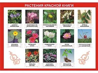 Таблица демонстрационная "Растения Красной книги" (винил 70*100) - fgospostavki.ru - Владикавказ