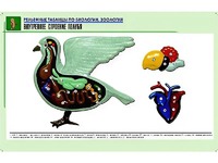 Рельефная таблица "Внутреннее строение голубя" (формат А1, матовое ламинирование) - fgospostavki.ru - Владикавказ