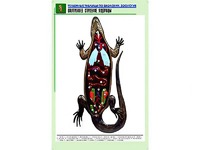 Рельефная таблица "Внутреннее строение ящерицы" (формат А1, матовое ламинирование) - fgospostavki.ru - Владикавказ