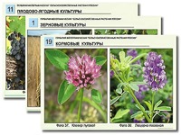 Гербарий фотографический "Сельскохозяйственные растения России" - fgospostavki.ru - Владикавказ