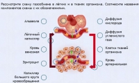 Интерактивные курсы. Биология 9 класс. Расширенный. - fgospostavki.ru - Владикавказ