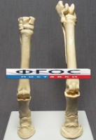 Скелет конечности лошади (передняя и задняя) на подставке - fgospostavki.ru - Владикавказ