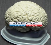 Модель "Мозг в разрезе" (белый) - fgospostavki.ru - Владикавказ
