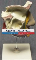 Модель "Разрез носоглотки" - fgospostavki.ru - Владикавказ