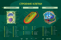 Электрифицированный стенд "Строение клетки" с маркерными полями - fgospostavki.ru - Владикавказ
