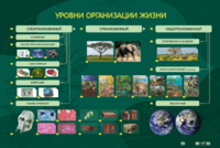 Электрифицированный стенд "Уровни организации жизни" - fgospostavki.ru - Владикавказ
