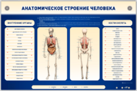 Электрифицированный стенд-тренажер c макетом скелета "Анатомическое строение человека" - fgospostavki.ru - Владикавказ