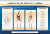Электрифицированный стенд-тренажер c макетом скелета "Анатомическое строение человека" - fgospostavki.ru - Владикавказ