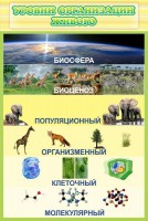 Стенд "Уровни организации живого" - fgospostavki.ru - Владикавказ