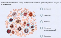 Интерактивные курсы. Биология 11 класс. Расширенный. - fgospostavki.ru - Владикавказ