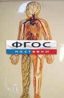 Модель барельефная "Кровеносная система человека" - fgospostavki.ru - Владикавказ