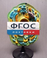 Модель "Клетка растения" - fgospostavki.ru - Владикавказ