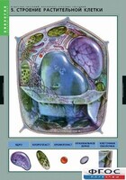 Комплект таблиц. Биология. Вещества растений. Клеточное строение. - fgospostavki.ru - Владикавказ