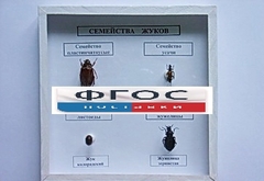 Коллекция "Семейство жуков" - fgospostavki.ru - Владикавказ