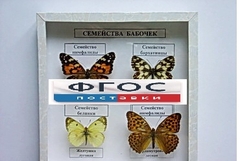 Коллекция "Семейство бабочек" - fgospostavki.ru - Владикавказ