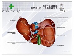 Стенд "Строение печени человека" - fgospostavki.ru - Владикавказ