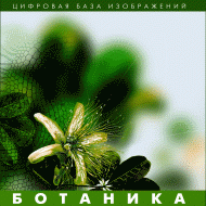 Ботаника. (Цифровая база изображений) - fgospostavki.ru - Владикавказ