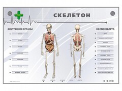 Электрифицированный стенд-тренажер "Скелетон" - fgospostavki.ru - Владикавказ