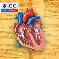 Анатомия (Цифровой атлас школьника) - fgospostavki.ru - Владикавказ
