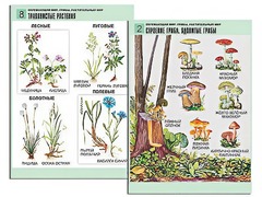 Комплект таблиц "Окружающий мир. Грибы. Растительный мир" (12 таблиц, А1, ламинированные) - fgospostavki.ru - Владикавказ