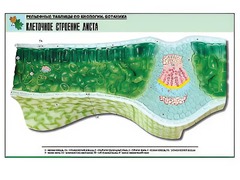 Рельефная таблица "Клеточное строение листа" (формат А1, матовое ламинирование) - fgospostavki.ru - Владикавказ