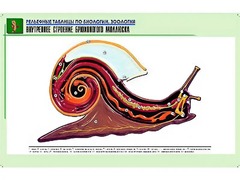 Рельефная таблица "Внутреннее строение брюхоногого моллюска" (формат А1, матовое ламинирование) - fgospostavki.ru - Владикавказ