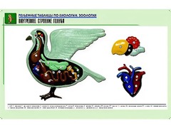 Рельефная таблица "Внутреннее строение голубя" (формат А1, матовое ламинирование) - fgospostavki.ru - Владикавказ