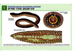 Рельефная таблица "Внутреннее строение дождевого червя" (формат А1, матовое ламинирование) - fgospostavki.ru - Владикавказ