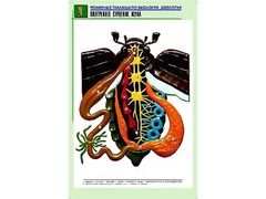 Рельефная таблица "Внутреннее строение жука" (формат А1, матовое ламинирование) - fgospostavki.ru - Владикавказ