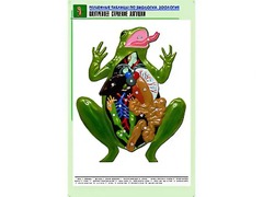 Рельефная таблица "Внутреннее строение лягушки" (формат А1, матовое ламинирование) - fgospostavki.ru - Владикавказ