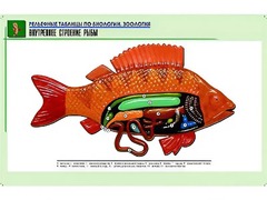 Рельефная таблица "Внутреннее строение рыбы" (формат А1, матовое ламинирование) - fgospostavki.ru - Владикавказ