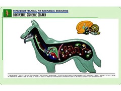 Рельефная таблица "Внутреннее строение собаки" (формат А1, матовое ламинирование) - fgospostavki.ru - Владикавказ