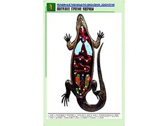 Рельефная таблица "Внутреннее строение ящерицы" (формат А1, матовое ламинирование) - fgospostavki.ru - Владикавказ