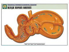 Рельефная таблица "Желудок жвачного животного" (формат А1, матовое ламинирование) - fgospostavki.ru - Владикавказ