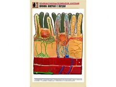 Рельефная таблица "Ворсинка кишечная с сосудом" (формат А1, матовое ламинирование) - fgospostavki.ru - Владикавказ