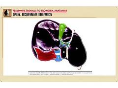 Рельефная таблица "Печень. Висцеральная поверхность" (формат А1, матовое ламинирование) - fgospostavki.ru - Владикавказ
