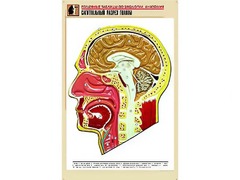 Рельефная таблица "Сагиттальный разрез головы" (формат А1, матовое ламинирование) - fgospostavki.ru - Владикавказ
