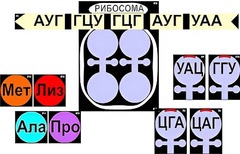 Модель-аппликация "Биосинтез белка" (ламинированная) - fgospostavki.ru - Владикавказ