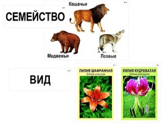 Модель-аппликация "Классификация растений и животных" (ламинированная) - fgospostavki.ru - Владикавказ