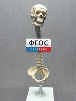 Модель "Позвоночник с черепом и тазом" - fgospostavki.ru - Владикавказ