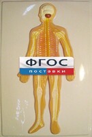 Модель барельефная "Нервная система человека" - fgospostavki.ru - Владикавказ