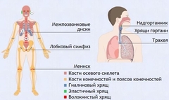 Интерактивные курсы. Биология 9 класс. Базовый. - fgospostavki.ru - Владикавказ