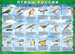 Комплект таблиц "Птицы России (4 листа)" (100х140 сантиметров, винил) - fgospostavki.ru - Владикавказ