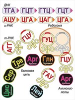 Модель-аппликация Биосинтез белка - fgospostavki.ru - Владикавказ
