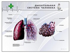 Стенд "Дыхательная система человека" - fgospostavki.ru - Владикавказ